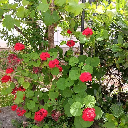 Appartement Mime Blata *