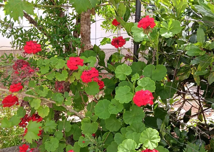 Appartement Mime Blata *